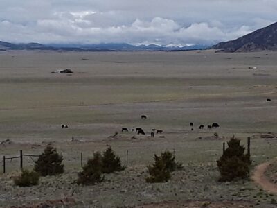 June 2019 Fortitude Ranch Member (and Fortitude Token holder) Newsletter