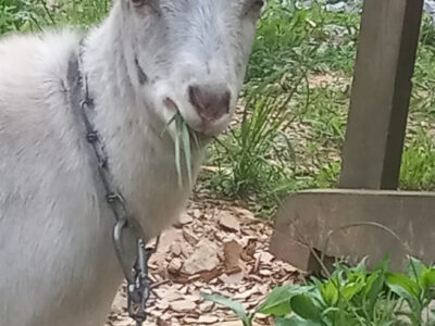 Fortitude Ranch Threat Update and May Newsletter