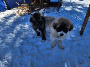 This is north central WI, so winter's are cold—but our guard dogs love the snow, and we have wood stoves with plenty of wood for the longest collapse.